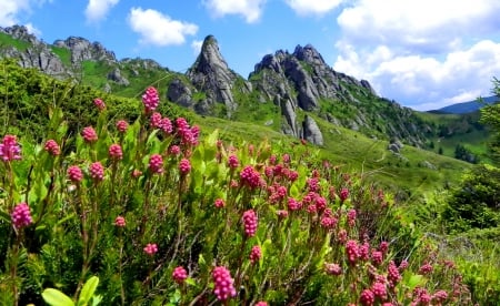 Mountain wildflowers - clouds, summer, beautiful, slope, grass, lovely, mountain, meaodw, flowers, wildflowers, nature, cliffs, nice, sky, rocks