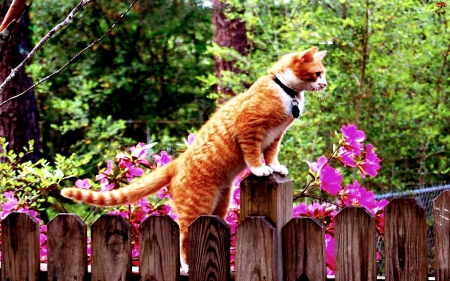 CROSSING the BORDER! - flowers, cat, ginger, fence