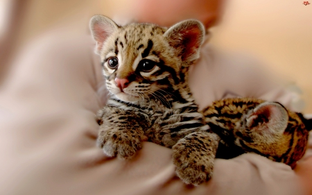 LITTLE OCELOT - Little, wild, Ocelot, cat