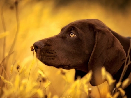 Pointer - retriever, summer, dog, HD, grass, nature, cute, field, animals, wallpaper