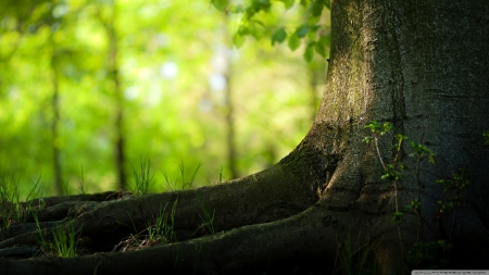 Tree trunk and roots