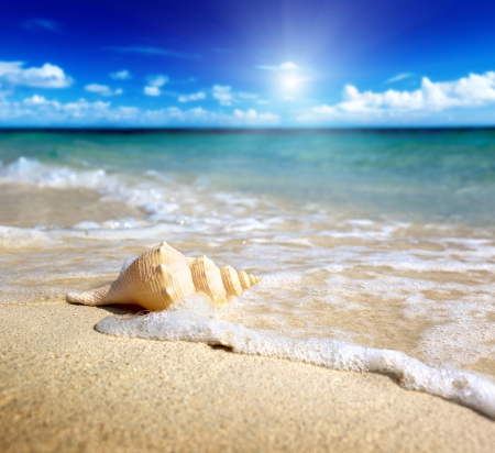 Summer Beach - summer, beach, seashell, shell, sand, sky, splendor, sea, paradise, sunshine