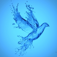 Aqua Bird