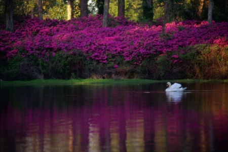 WILMINGTON POND - azaleas, pond, swan, reflections, blooms, wilmington