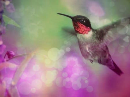 Lovely Cute Hummingbirds - hummingbirds, cute, pretty, lovely