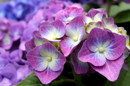 Flowers - beautiful, white, flower, purple