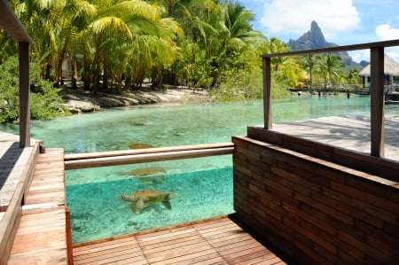 Turtles of Bora Bora