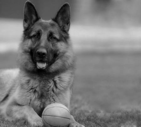 He want's to play - black, dog, play, white