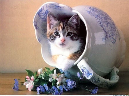 Pitcher purrrrrfect - white, pitcher, grey, flowers, kitten