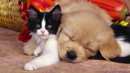 *** Friends *** - animal, dogs, animals, cats