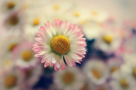 Daisies - white, flower, pink, soft, beauty, daisies, photography