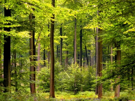 Forest - trees, branches, beautiful, bushes, grass, forest, lovely, walk, path, nice, woods