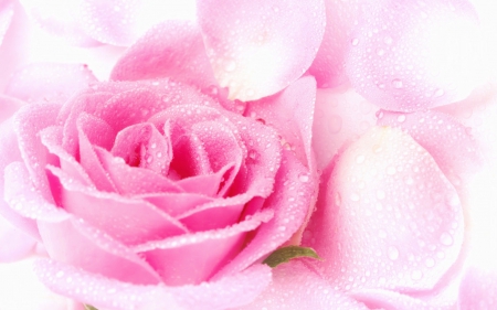 A Lovey Pink  Rose - lovey, wet, pink rose, pretty