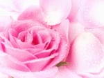 A Lovey Pink  Rose