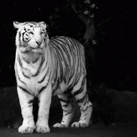 White tiger