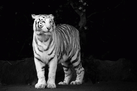 White tiger - black, white, animal, tiger, cat