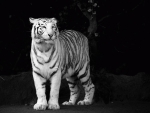 White tiger