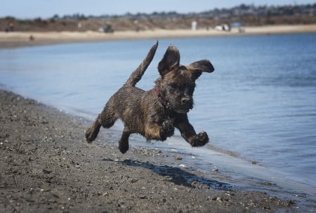 Dog - face, pretty, playful dog, cute, animals, beautiful, sweet, puppy, playful, dogs, puppies, lovely, dog face