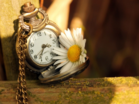 Still life - chain, clock, time, still life, flower