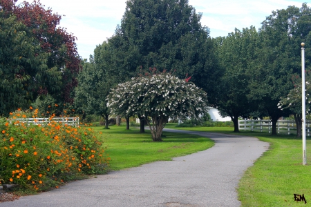 Winding driveway - flowers, winding, country, driveway