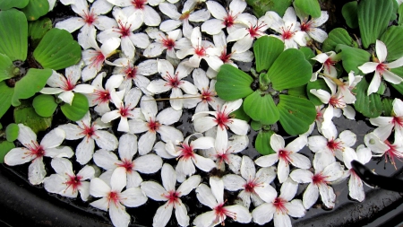 Beautiful fallen flowers - fallen flowers, Tung blossom, lovely, Beautiful