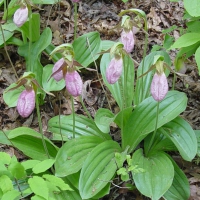 Beautiful Wild Flowers