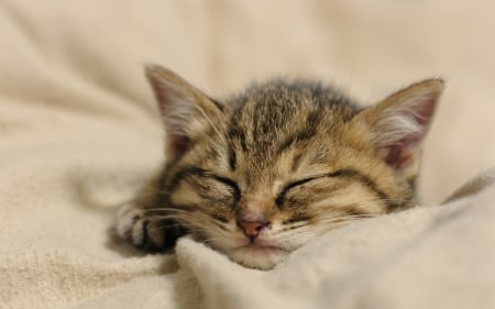 Sweet Dreams - adorable, cat, kitty, photography, kitten, sleep, deams, sweet, cute