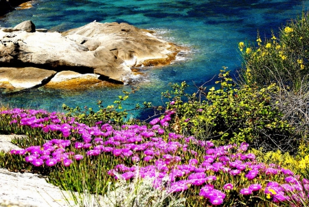 Giglio island - Italy - pretty, coast, beach, island, flowers, paradise, nice, Giglio, branches, water, beautiful, iataly, sea, lovely, stones, nature, rocks