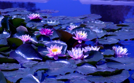 MIDNIGHT BLOSSOMS - lotus, pond, night, pads, leaves