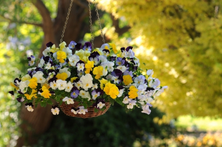 ~✿~  Hanging Basket ~✿~