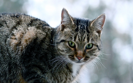 Cat - sleepy, cute, beautiful, cat, sleeping, kitty, cats, hat, cat face, paws, face, animals, pretty, beauty, sweet, kitten, lovely