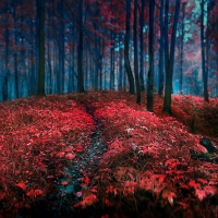 Red Forest Leaves