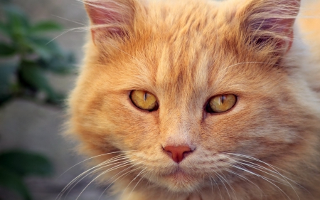 Cat - sleepy, cute, beautiful, cat, sleeping, kitty, cats, hat, cat face, paws, face, animals, pretty, beauty, sweet, kitten, lovely