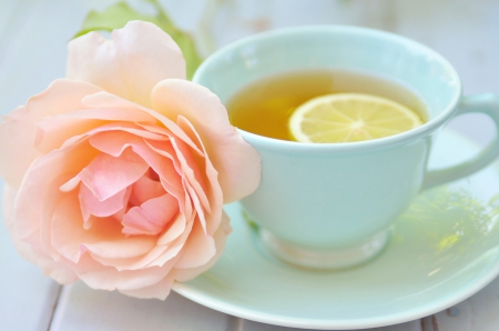 *** Tea and rose *** - flowers, flower, nature, rose