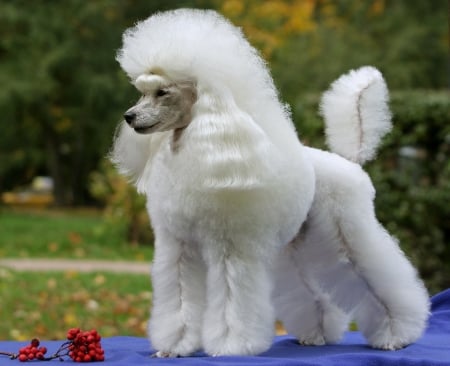 *** White poodele *** - dogs, white, animals, poodle