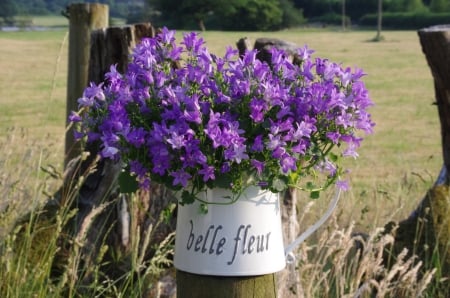 *** Still life *** - still, flowers, nature, flower, life