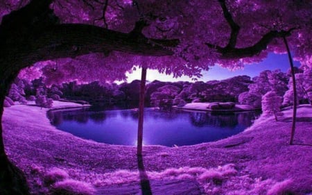 PURPLE PASSION - Trees, Purple, Nature, Fantasy, Wallpaper, Lake, Background