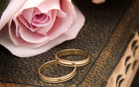 One Pink Rose with Two Wedding Rings - on, a Book, Pink Rose, Rings