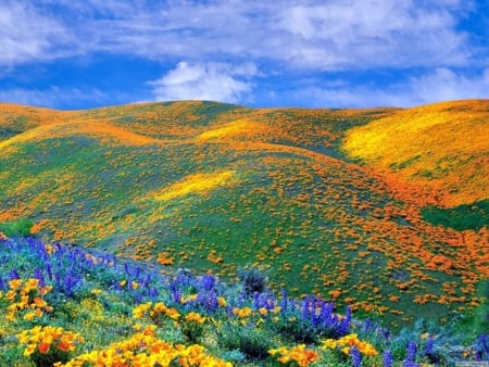 colorful nature - flowers, colorful, yellow, green, skay, mountains