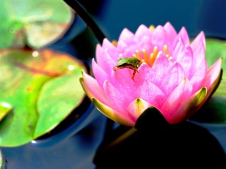 Frog's preferred place - water, pond, blossom, waterlily, leaves