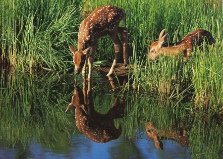 Spotted Fawns F2 - animal, deer, photography, fawns, photo, wildlife