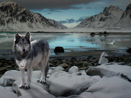 At the River - wolf, cold, snow, river