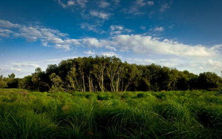 Forest - tree, forest, nature, grass