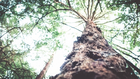 Tree - leaf, tree, nature, jungle