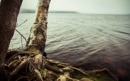 lake - lake, tree, nature, water