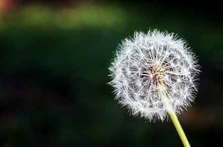 Dandelion flower! - nature, wish, flower, dandelion