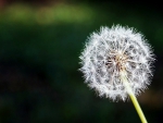 Dandelion flower!