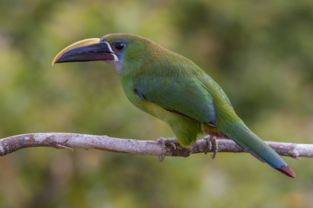 Tukan - Tukan, Piciformes, Pfefferfresser, Mexico