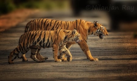 Tigers - sleeping, beauty, cat face, hat, animals, sleepy, paws, face, pretty, cute, cat, kitty, lovely, kitten, cats, beautiful, sweet