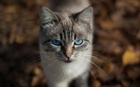 Cat - sleepy, cute, beautiful, cat, sleeping, kitty, cats, hat, cat face, paws, face, animals, pretty, beauty, sweet, kitten, lovely